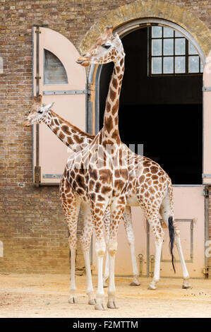 Giraffen im ZSL London Zoo, London England Vereinigtes Königreich UK Stockfoto