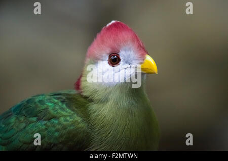 Der rotcrestige turaco, Tauraco erythrolophus Stockfoto