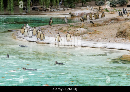 Die Humboldt-Pinguine (Spheniscus Humboldti) im ZSL London Zoo, London England Vereinigtes Königreich UK Stockfoto