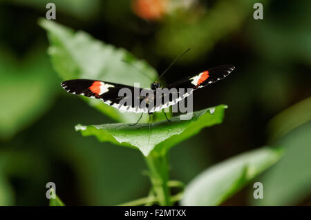 Nahaufnahme des Postmannschmetterlings, Heliconius melpomene Stockfoto