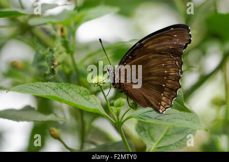 Nahaufnahme des Krähenschmetterlings, Euploea Kern Stockfoto