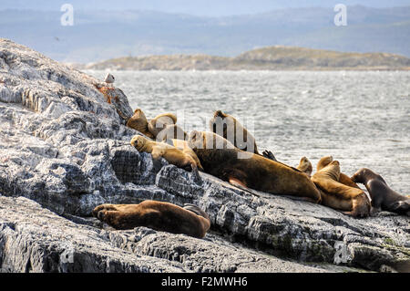 Seehunde und Seelöwen Sonnenbaden auf ihrer Insel-Beagle-Kanal in Ushuaia, Argentinien Stockfoto