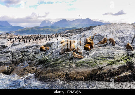 Große Gruppe von Seehunden und Seelöwen auf einer Insel, Beagle-Kanal, Ushuaia, Argentinien Stockfoto