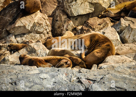 Faul, Seehunde und Seelöwen am Beagle-Kanal, Ushuaia, Argentinien Stockfoto