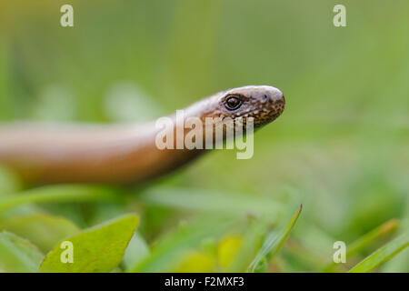 Langsamer Wurm / Blindschleiche ( Anguis fragilis ) kriecht durch Gras und hegt seinen Kopf, Wildtiere, Europa. Stockfoto