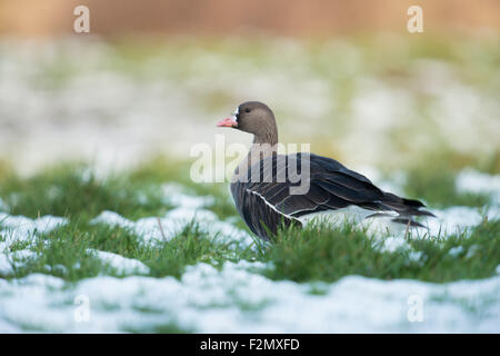 Weiß – Anser Gans / Arktis Gans / Blessgans (Anser Albifrons) verbringt den Winter auf einer Wiese am Niederrhein / Deutschland. Stockfoto