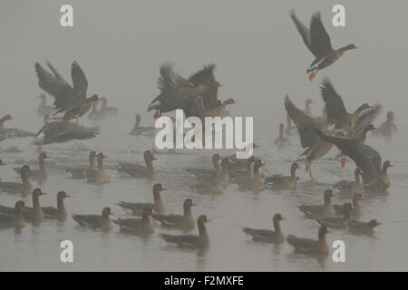 Eine Herde von aufmerksamen nervös arctic White – Blässgänse Gänse / Blaessgaense (Anser Albifrons) an einem nebligen Wintermorgen ausziehen. Stockfoto