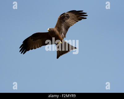 Birds Of Prey in gelb Kite Rechnung. Afrikanische Kite Stockfoto