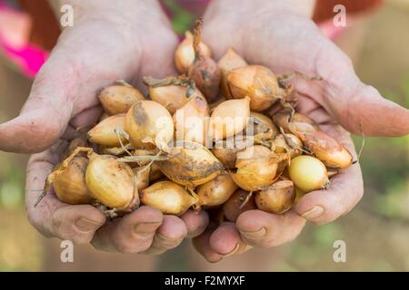 Senior Hände halten Zwiebeln. Stockfoto