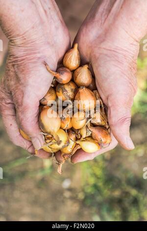 Senior Hände halten Zwiebeln. Stockfoto