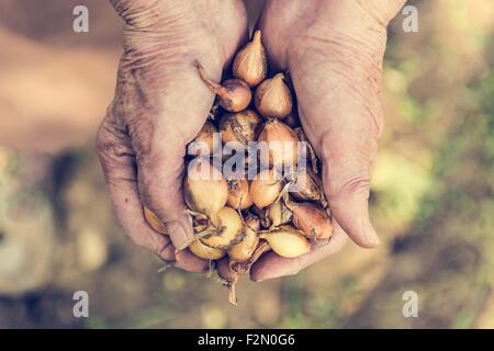 Senior Hände halten Zwiebeln. Stockfoto