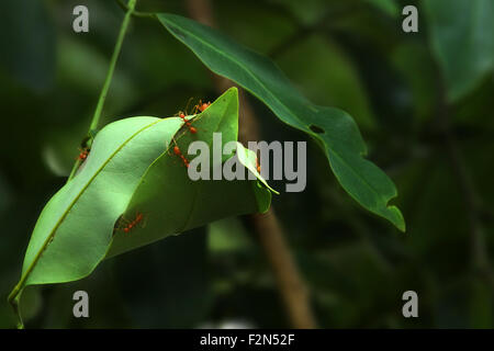 Orange Ameise Stockfoto