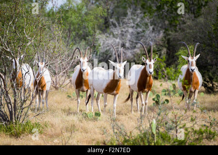 Wilde Scimitar Horned Oryx-Herde. Diese Tiere sind in ihrer Heimat Afrika ausgestorben. Stockfoto