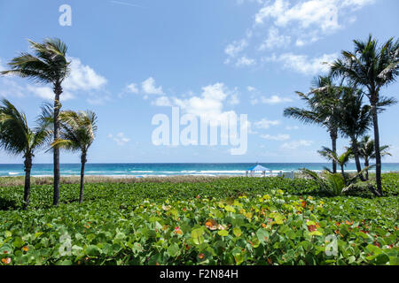 Delray Beach Florida, Wright by the Sea, Hotel, alt, Palmen, Atlantischer Ozean, FL150414005 Stockfoto