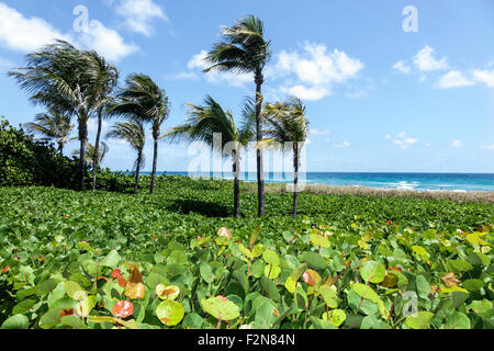 Delray Beach Florida, Wright by the Sea, Hotel, alt, Palmen, Atlantischer Ozean, FL150414006 Stockfoto