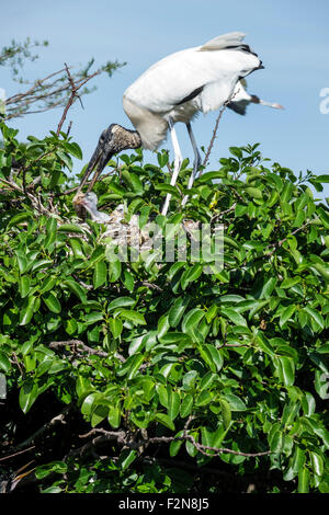 Delray Beach Florida, Wakodahatchee Wetlands, Natur, Naturschutzgebiet, Waldstorch, Mycteria americana, Nest, jung, Jungtiere, Fütterung, Erwachsener, FL150414046 Stockfoto