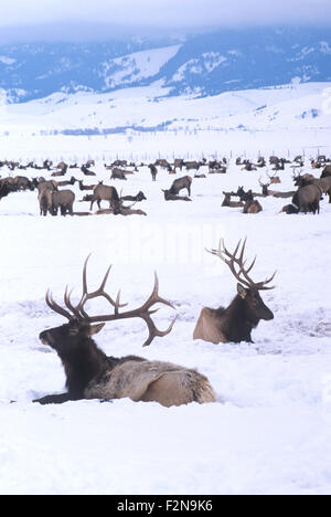 Das National Elk Refuge bietet einen Winter Futterplatz für fast 10.000 Elk, Jackson Hole, Wyoming. Stockfoto