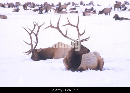 Das National Elk Refuge bietet einen Winter Futterplatz für fast 10.000 Elk, Jackson Hole, Wyoming, USA. Stockfoto