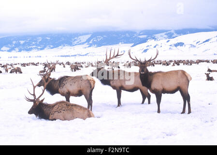 Das National Elk Refuge bietet einen Winter Futterplatz für fast 10.000 Elk, Jackson Hole, Wyoming, USA. Stockfoto