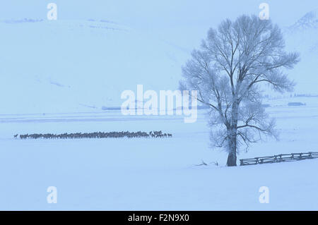 Das National Elk Refuge bietet einen Winter Futterplatz für fast 10.000 Elk, Jackson Hole, Wyoming, USA. Stockfoto