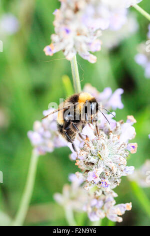 Nahaufnahme, Makroaufnahme eines mumble Biene", Bombus hortorum", das Sammeln von Pollen und Beschickung von Lavendel gegen den Hintergrund der grünen Pflanzen. Stockfoto