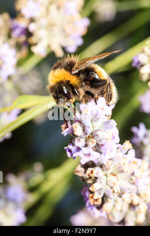 Nahaufnahme, Makroaufnahme eines mumble Biene", Bombus hortorum", das Sammeln von Pollen und Beschickung von Lavendel gegen den Hintergrund der grünen Pflanzen. Stockfoto