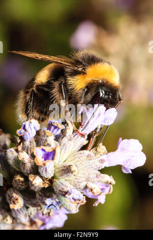 Nahaufnahme, Makroaufnahme eines mumble Biene", Bombus hortorum", das Sammeln von Pollen und Beschickung von Lavendel gegen den Hintergrund der grünen Pflanzen. Stockfoto