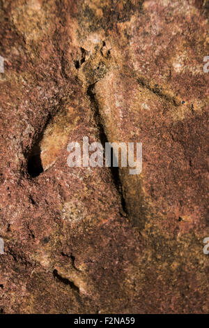Dinosaurier-Fußabdruck II Stockfoto
