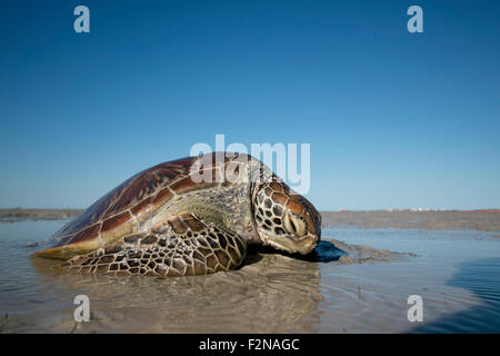 Grüne Meeresschildkröte gestrandet Stockfoto