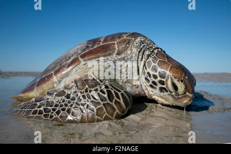 Grüne Meeresschildkröte Stranded II Stockfoto