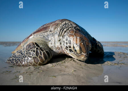 Grüne Meeresschildkröte gestrandet Stockfoto