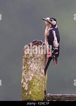 Weiblich great spotted Woodpecker thront Stockfoto