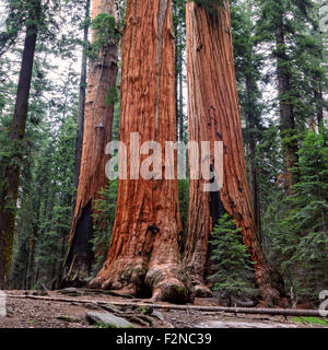 Drei majestätische Mammutbäume stand groß im teilweise Sonnenlicht im Sequoia National Park Stockfoto