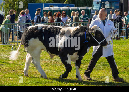 Britische blaue Bull in den Urteilen Ring auf der Stokesley landwirtschaftliche Messe 2015 Stockfoto