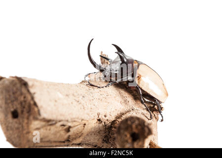 5-gehörnten Nashorn Käfer, Käfer Eupatorus gracilicornis Stockfoto