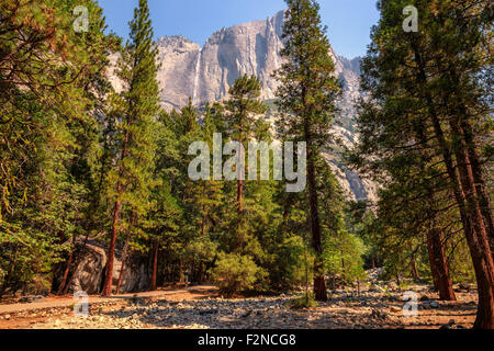 Yosemite Wasserfälle hinter Mammutbäume im Yosemite Nationalpark, Kalifornien Stockfoto