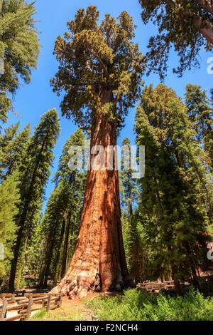 Sequoia Baum steigen in den Himmel, General Sherman Tree, Sequoia National Park Stockfoto