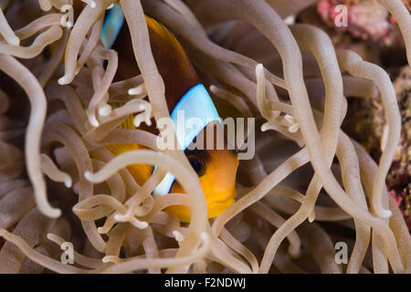 Anemonenfisch Stockfoto