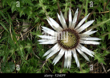 Stammlose Carline Thistle (Carlina Acaulis), Eng-Alm, Karwendel, Tirol, Österreich Stockfoto