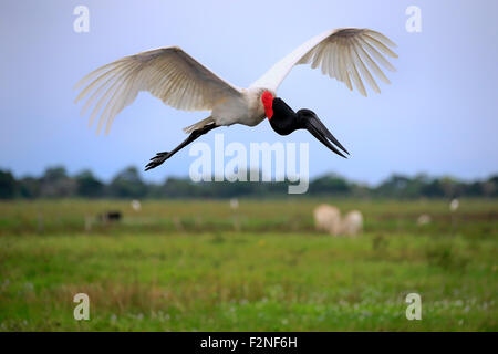 Jabiru (Jabiru Mycteria), Erwachsene, fliegen, Pantanal, Mato Grosso, Brasilien Stockfoto