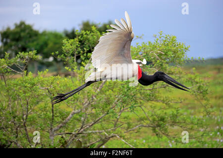 Jabiru (Jabiru Mycteria), Erwachsene, fliegen, Pantanal, Mato Grosso, Brasilien Stockfoto