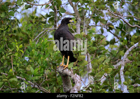 Große schwarze Falke (Buteogallus Urubitinga), Erwachsene auf einem Baum, Pantanal, Mato Grosso, Brasilien Stockfoto