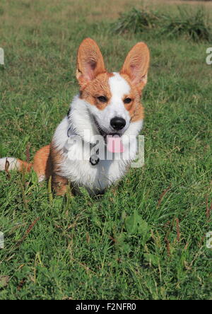 Cardigan Welsh Corgi, Männlich, sitzen 6 Monate alt, auf einer Wiese, Deutschland Stockfoto