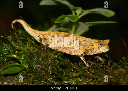 Braun Blatt Chamäleon (Brookesia Superciliaris), Ranomafana Regenwald, Southern Highlands, Madagaskar Stockfoto