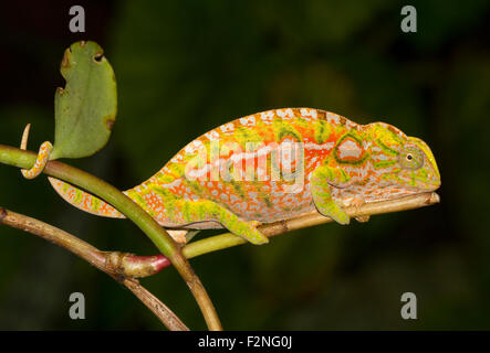 Teppich Chamäleon (Furcifer Lateralis), Weiblich, schwanger, Ranomafana Regenwald, Southern Highlands, Madagaskar Stockfoto