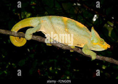 Parsons Chamäleon (Calumma Parsonii Parsonii), Männlich, gelbe Lippe Farbvariante, Ranomafana Regenwald, Southern Highlands Stockfoto