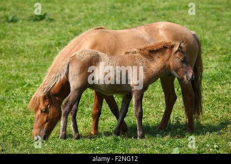 Fohlen und Stute, Islandpferd, pony (Equus Przewalskii f. Caballus), niedriger Sachsen, Deutschland Stockfoto