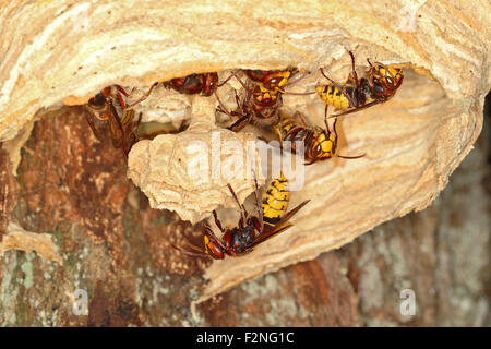 Europäische Hornissen (Vespa Crabro), bauen ihr Nest, Deutschland Stockfoto