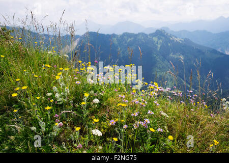 Berg-Blumenwiese auf Hochgern, zottiges Habichtskraut (Habichtskräuter Villosum) und Alpen-Aster (Aster Alpinus), Chiemgauer Alpen Stockfoto