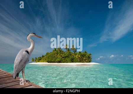 Storch stehend auf hölzerne Dock in der Nähe von tropischen Insel Stockfoto